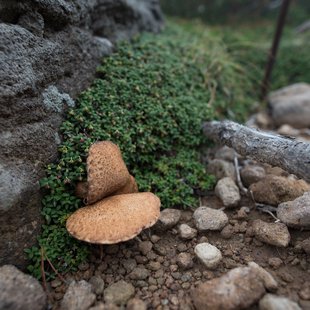 栂池高原、白馬乗鞍岳、白馬大池21