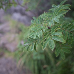 栂池高原、白馬乗鞍岳、白馬大池23